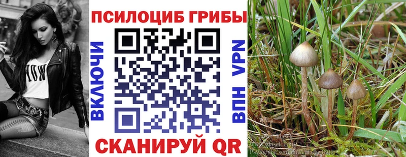 Псилоцибиновые грибы Psilocybe  MEGA сайт  Белокуриха  купить наркотики сайты 